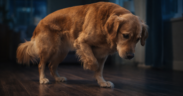 Dog pacing at night with belly discomfort, showing signs of digestive distress