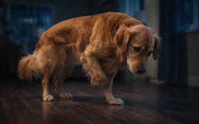 Dog pacing at night with belly discomfort, showing signs of digestive distress