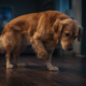 Dog pacing at night with belly discomfort, showing signs of digestive distress