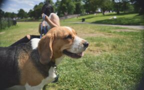 Pet sitter anxiety in dogs