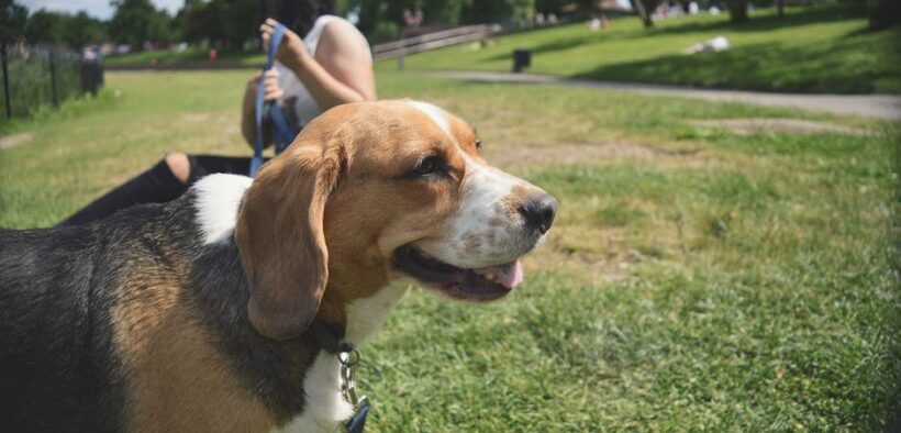 Pet sitter anxiety in dogs