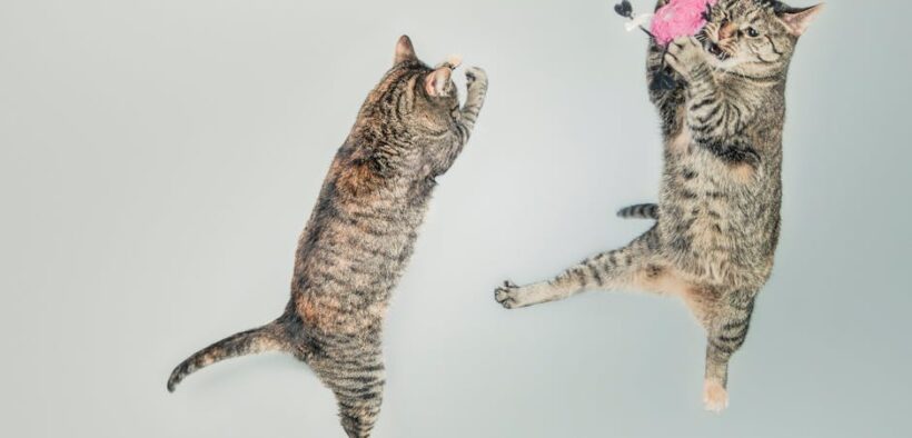 Supplements for highly active cats