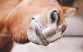 Urine smell on pet fur