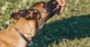 Reward timing in basic pet training