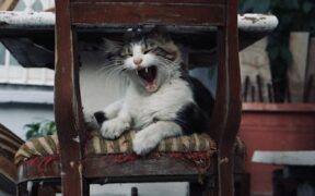 Noisy nasal airflow cat