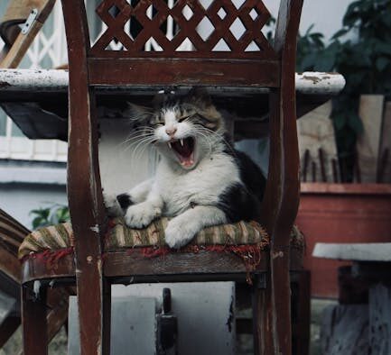 Noisy nasal airflow cat