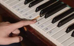 Supplements for puppies learning basic training