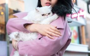 Early Signs of Coat Tangles in Cats