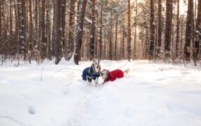 Mild anxiety in dogs