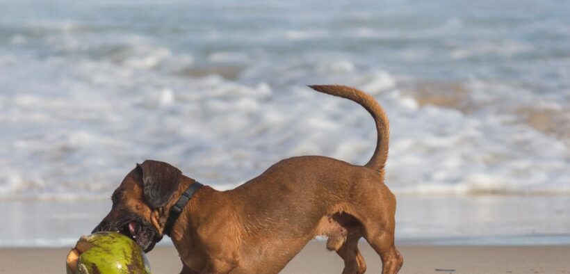 Coconut toxicity pets