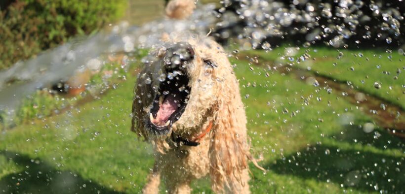 Urine droplets only pets