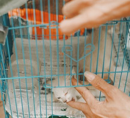 Preventing shelter parasites in cats with safe parasite control