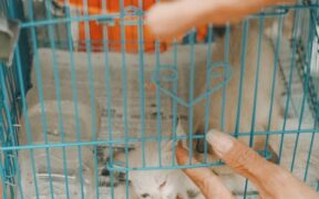 Why shelters vaccinate kittens immediately and safely