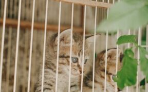 Vaccination for multi cat households consistent protection