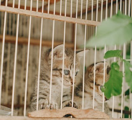 Vaccination for multi cat households consistent protection