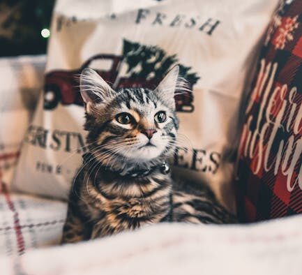 Cat red irritated whisker pads early signs and causes