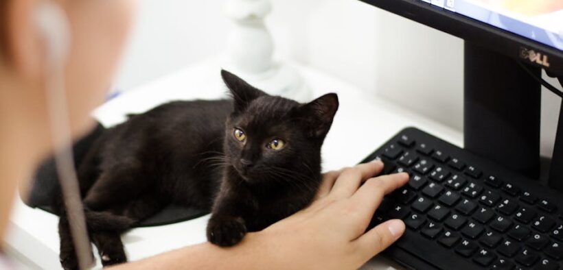 Cat skin odor unfamiliar smells signs and what to monitor