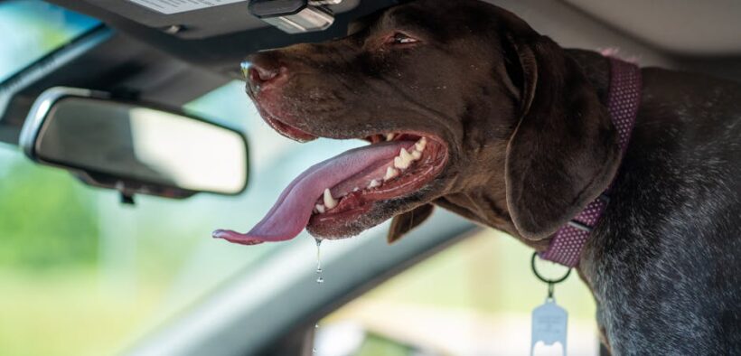 Dog drooling in car and vomiting motion related digestive signs