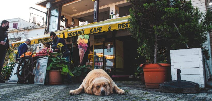 Dog food allergies signs causes and elimination basics