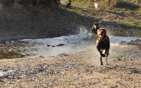 Chocolate toxicity in dogs