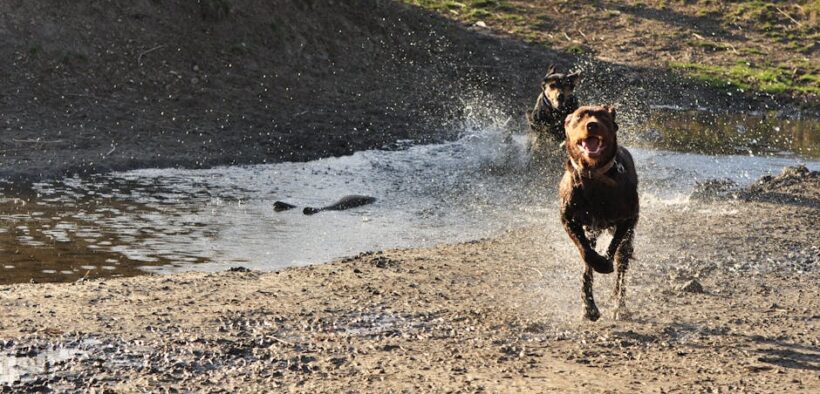 Chocolate toxicity in dogs