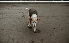 Cleaning Coat After Muddy Walks