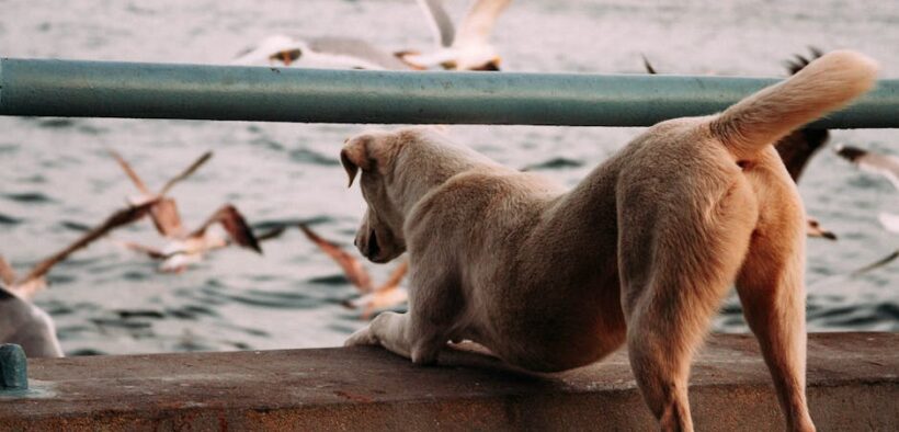 Observing jaw movement in pets
