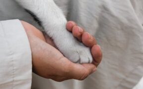 What cat owners should understand about booster intervals