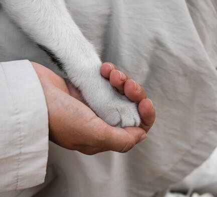 What cat owners should understand about booster intervals