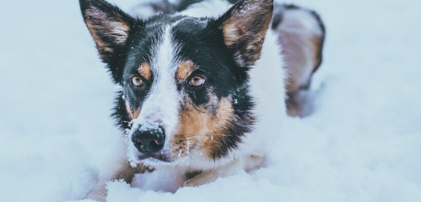Dog greasy dandruff flakes symptoms and concerns
