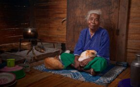 Ticks in rural cats home care and when it is an emergency