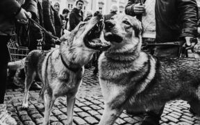 Dogs reacting at public events