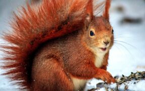 Feeding guide for dogs in cold climates