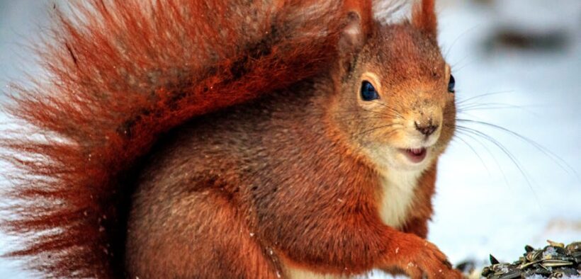 Feeding guide for dogs in cold climates