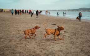 Dogs barking intensely at visitors