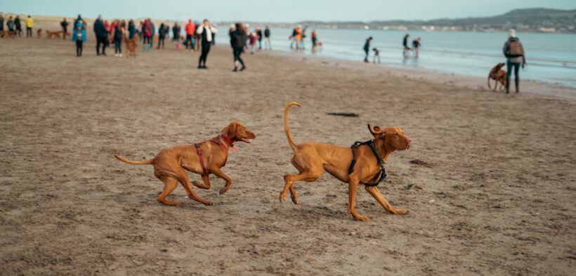 Dogs barking intensely at visitors