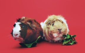 Fermented foods harmful to pets