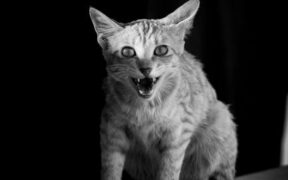 Cats tense when another pet follows closely