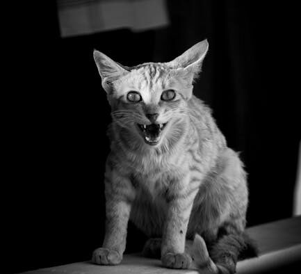 Cats tense when another pet follows closely