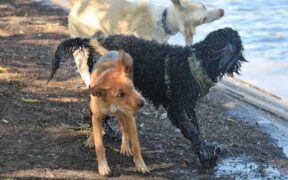 Shaking from anxiety in dogs