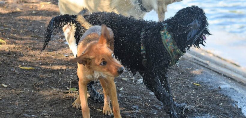 Shaking from anxiety in dogs
