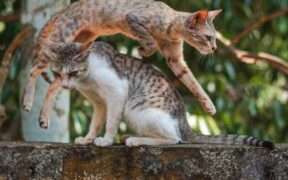 Supplements for maintaining playful energy in cats