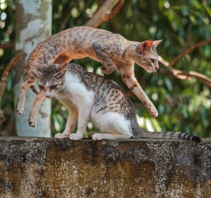 Supplements for maintaining playful energy in cats