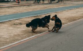 Dogs reacting during high energy activities