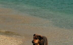 Dogs reacting when overstimulated by smells