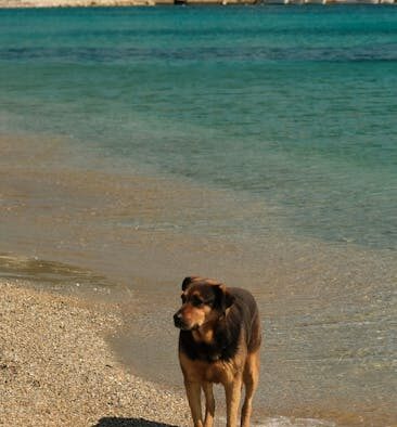 Dogs reacting when overstimulated by smells