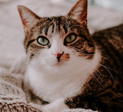 Preventive checklist for first time cat owners