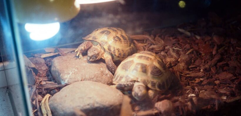 Pet dental care and environment setup