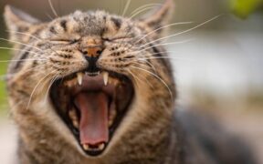 Handling training for cat ears and mouth