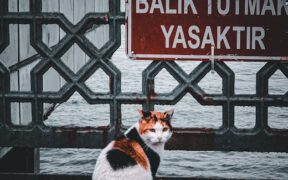 Cat itchy neck scratching signs and early warning